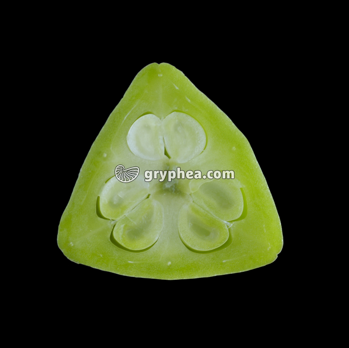 Tulipe (Tulipa sp.) - Jeune Fruit en CT montrant les ovules - gryphea.com